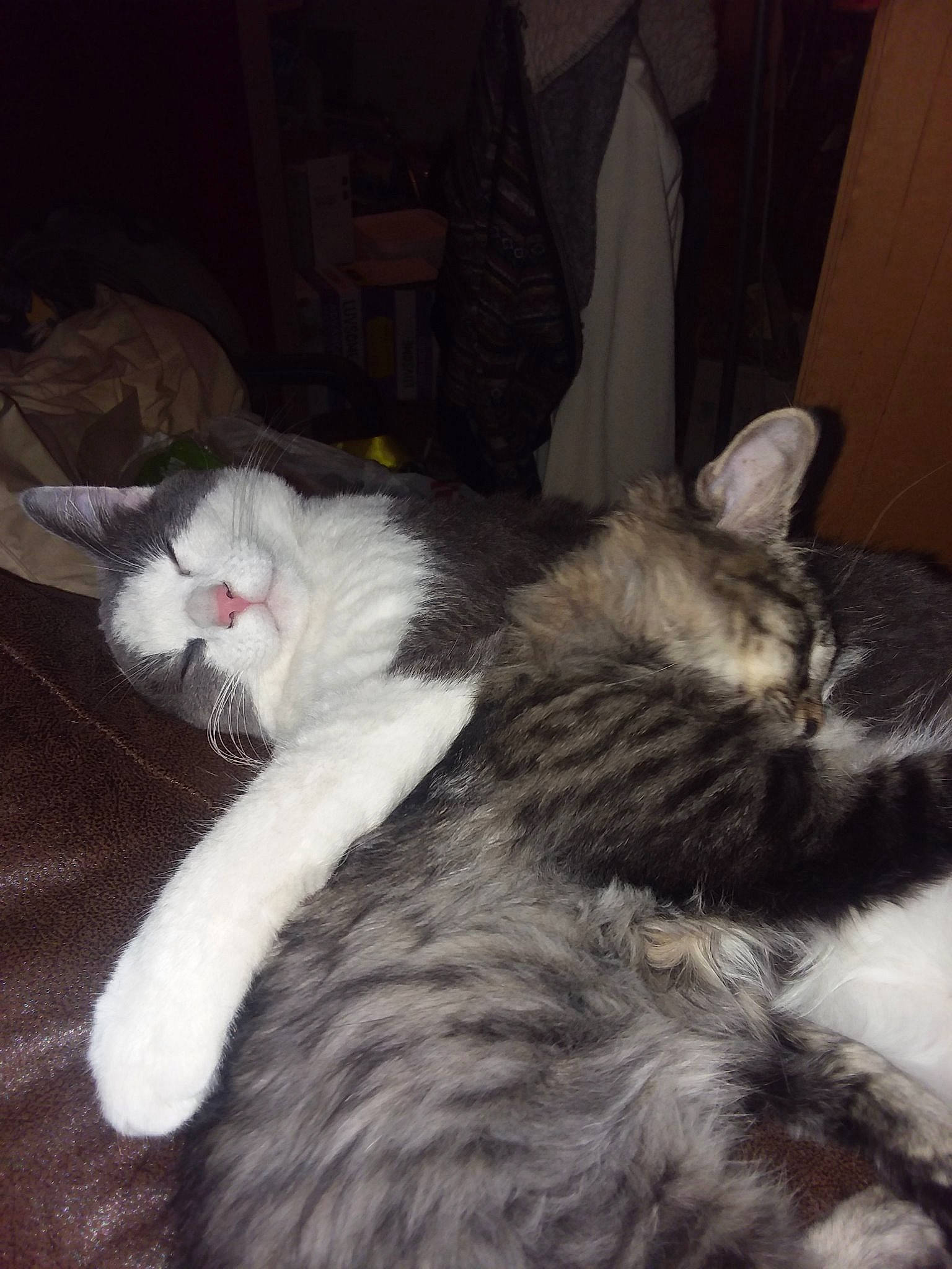 Roshi joined the competition — help win amazing prizes! carnivore, cat, domestic_short_haired_cat, ear, european_shorthair, felidae, fur, kitten, mammal, nap, norwegian_forest_cat, small_to_medium_sized_cats, tail, whiskers