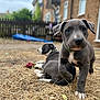 Fenrir is registered to the contest to win money with this photo: puppy, dog, outdoor, grass, yard, playful, young_animal, pet, animal, brown, gray, white, cute, domestic_animal, fence, house, building, nature, canine, friendship