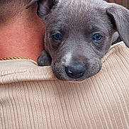 Fenrir joined the competition — help win amazing prizes! puppy, dog, person, shoulder, back_view, gray_puppy, outdoor, fence, greenery, ear, gold_chain, beige_shirt, closeup, portrait, cute, pet, animal, young_dog, resting, looking_at_camera