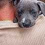 puppy, dog, person, shoulder, back_view, gray_puppy, outdoor, fence, greenery, ear, gold_chain, beige_shirt, closeup, portrait, cute, pet, animal, young_dog, resting, looking_at_camera