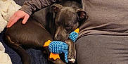 Fenrir is registered to the contest to win money with this photo: dog, sleeping, plush_toy, blue, orange, person, hand, blanket, cozy, resting, indoor, fur, paw, couch, clothing, comfort, nap, toy, pet, relax