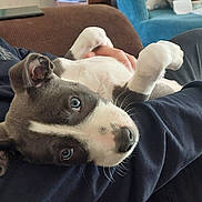 Roxie joined the competition — help win amazing prizes! puppy, dog, person, beard, couch, indoor, resting, black_and_white, pet, cute, relaxing, casual, home, fur, animal, young_dog, holding, comfort, blue_eyes, human