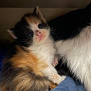 Kanao is registered to the contest to win money with this photo: kitten, calico, cat, furry, closeup, cute, pet, animal, snuggling, soft, cozy, indoor, young, whiskers, mammal, companion, cute_animal, resting, fur, domestic_cat