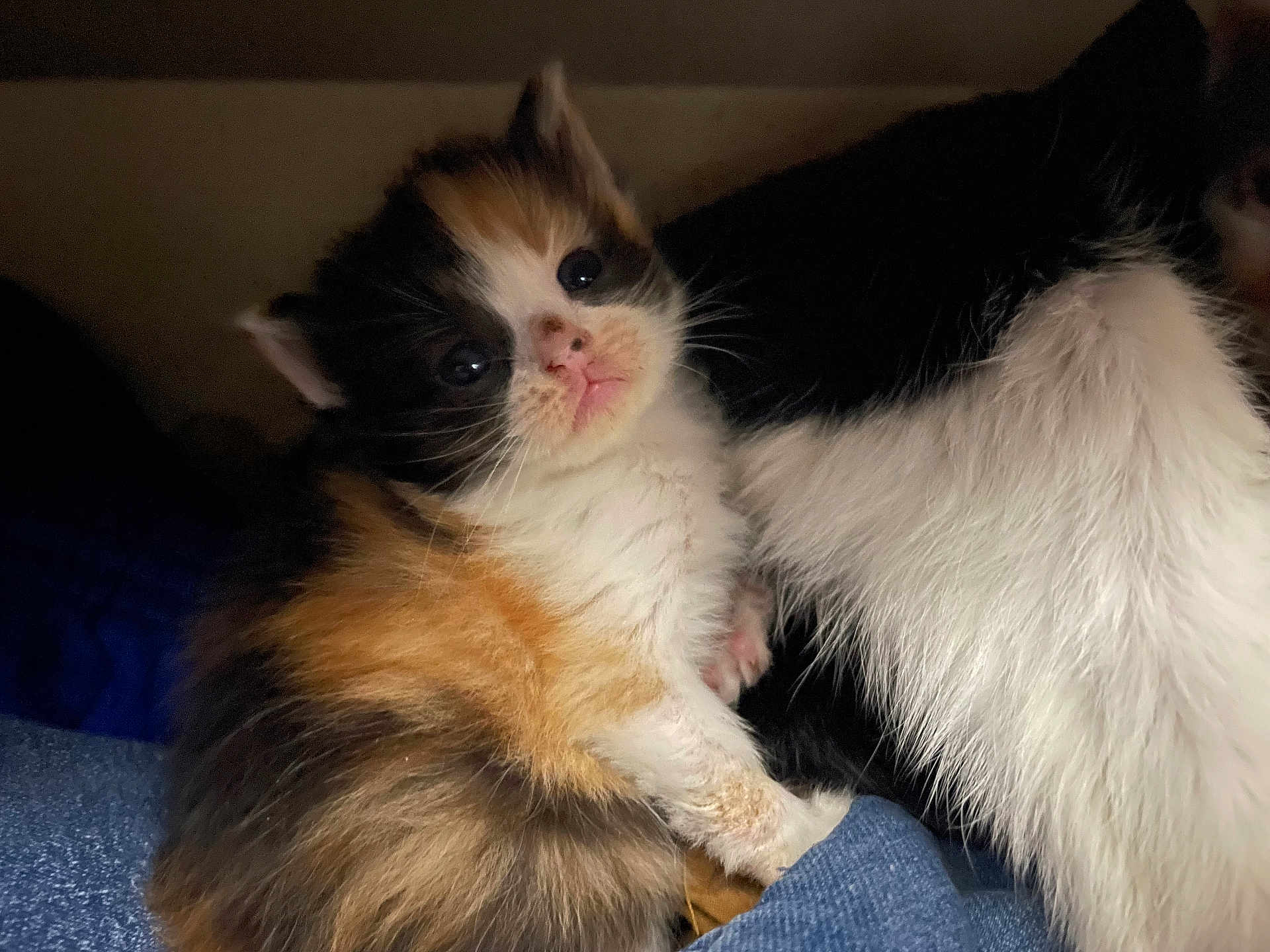 Kanao is registered to the contest to win money with this photo: kitten, calico, cat, furry, closeup, cute, pet, animal, snuggling, soft, cozy, indoor, young, whiskers, mammal, companion, cute_animal, resting, fur, domestic_cat