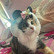 Mochi joined the competition — help win amazing prizes! cat, calico_cat, pet, animal, costume, hat, ears, bow, fluffy, indoor, blanket, bedroom, curious, feline, cute, whiskers, colorful, soft_light, cozy, resting
