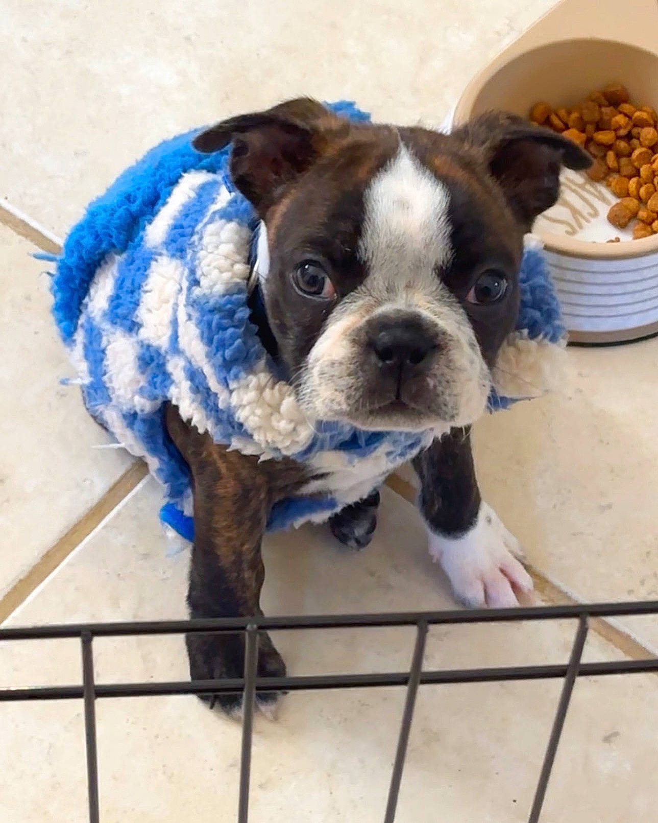 Loki is registered to the contest to win money with this photo: bowl, bulldog, carnivore, collar, companion_dog, dog, dog_breed, dog_collar, dog_supply, electric_blue, fawn, fence, pet_supply, plate, serveware, snout, sporting_group, tableware, toy_dog, working_animal