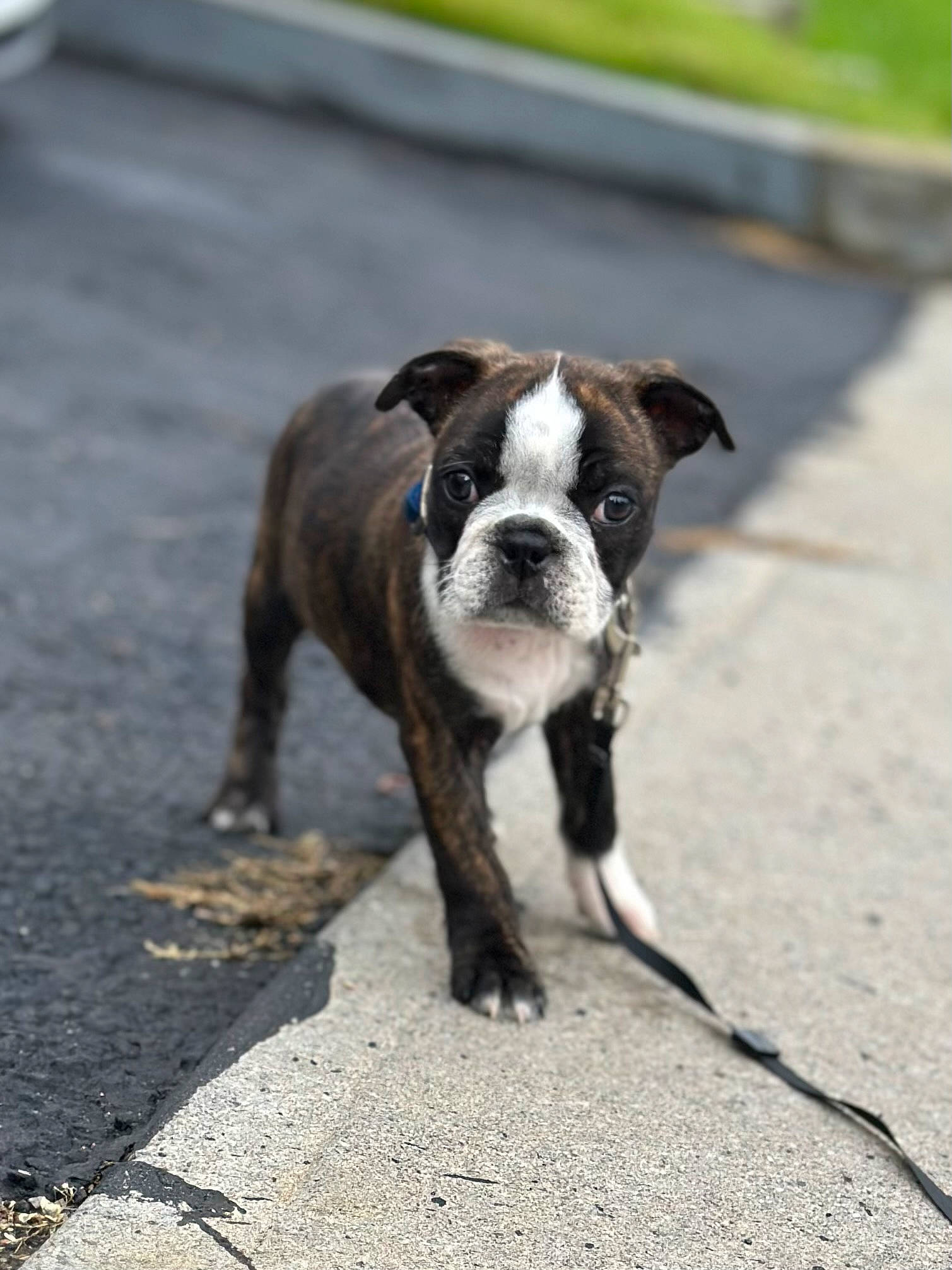 Loki joined the competition — help win amazing prizes! asphalt, boston_terrier, canidae, carnivore, collar, companion_dog, dog, dog_breed, dog_collar, fawn, fur, leash, plant, road_surface, snout, sporting_group, tail, toy_dog, whiskers, working_animal