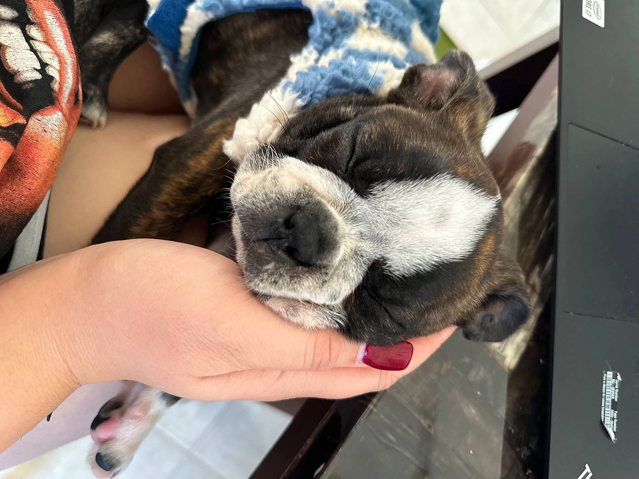 Loki joined the competition — help win amazing prizes! canidae, carnivore, collar, comfort, companion_dog, dog, dog_breed, ear, fawn, finger, fur, hand, nail, nap, paw, snout, sporting_group, whiskers, wool, working_animal