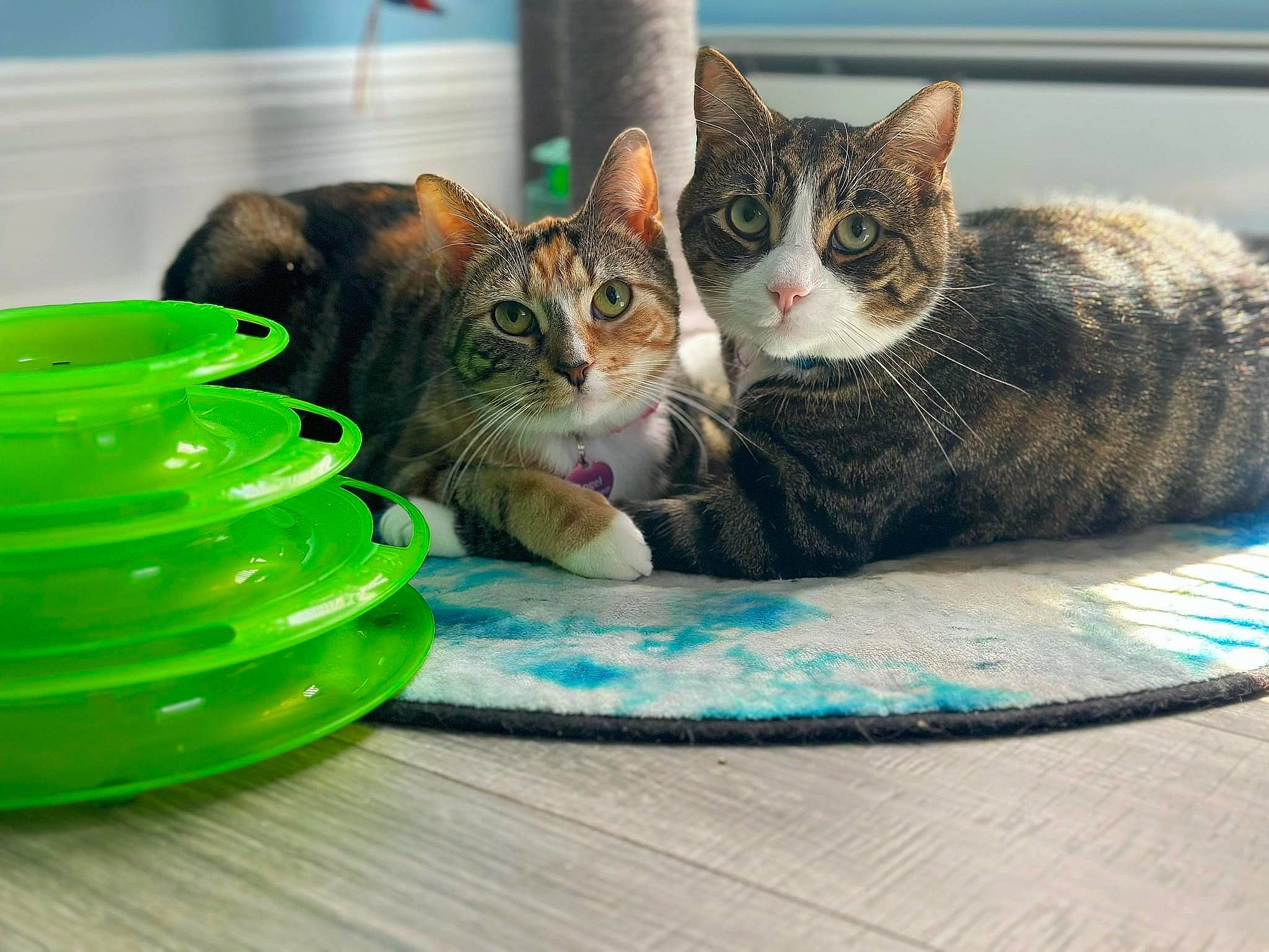 Angle is registered to the contest to win money with this photo: carnivore, cat, cat_supply, comfort, cup, dishware, domestic_short_haired_cat, drinkware, felidae, fur, paw, pet_supply, plate, serveware, sitting, small_to_medium_sized_cats, snout, tableware, tail, whiskers