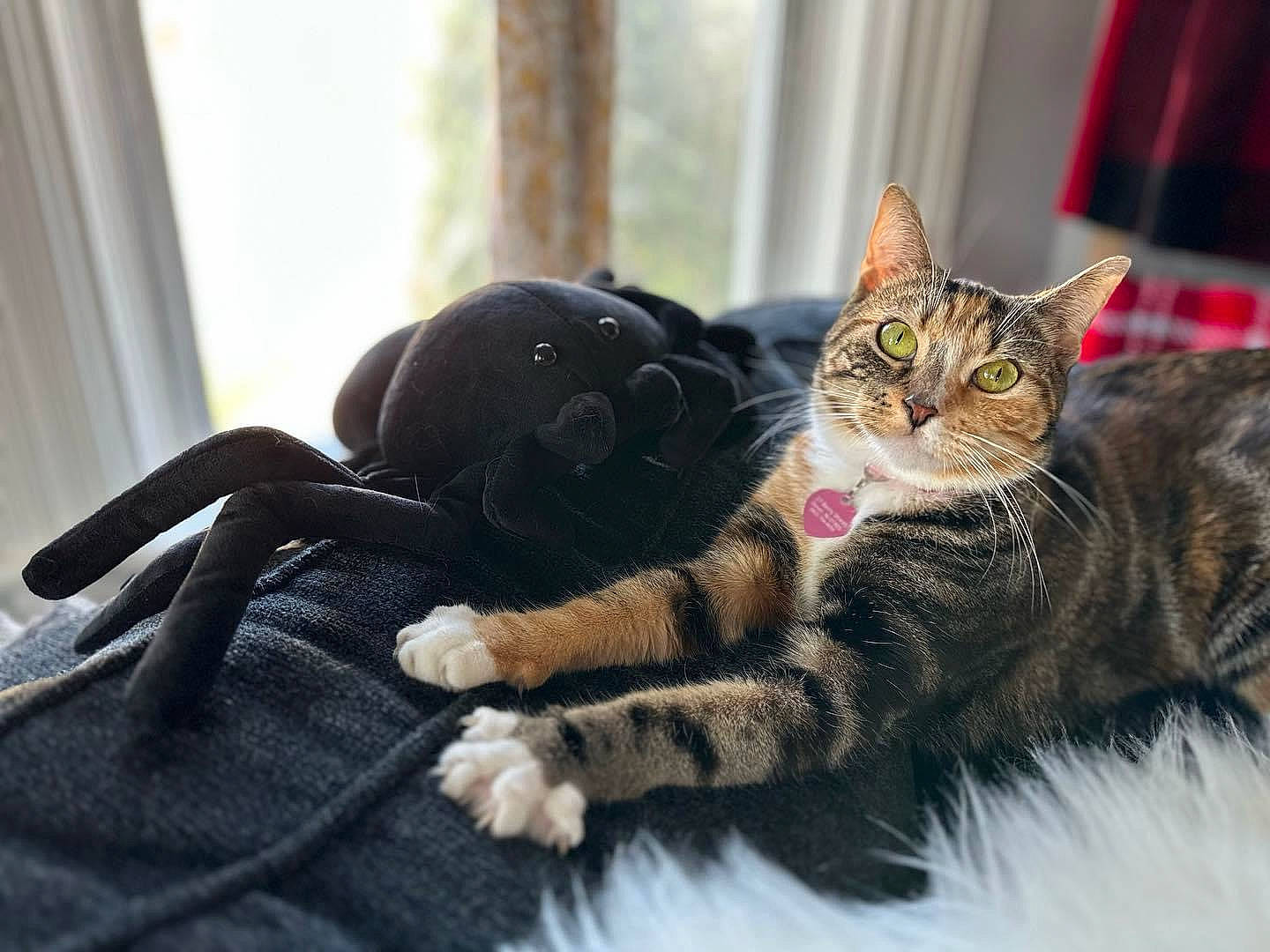 Angle is registered to the contest to win money with this photo: bed, carnivore, cat, claw, comfort, curtain, domestic_short_haired_cat, eye, felidae, fur, paw, plant, sitting, small_to_medium_sized_cats, snout, tail, terrestrial_animal, tree, whiskers, window