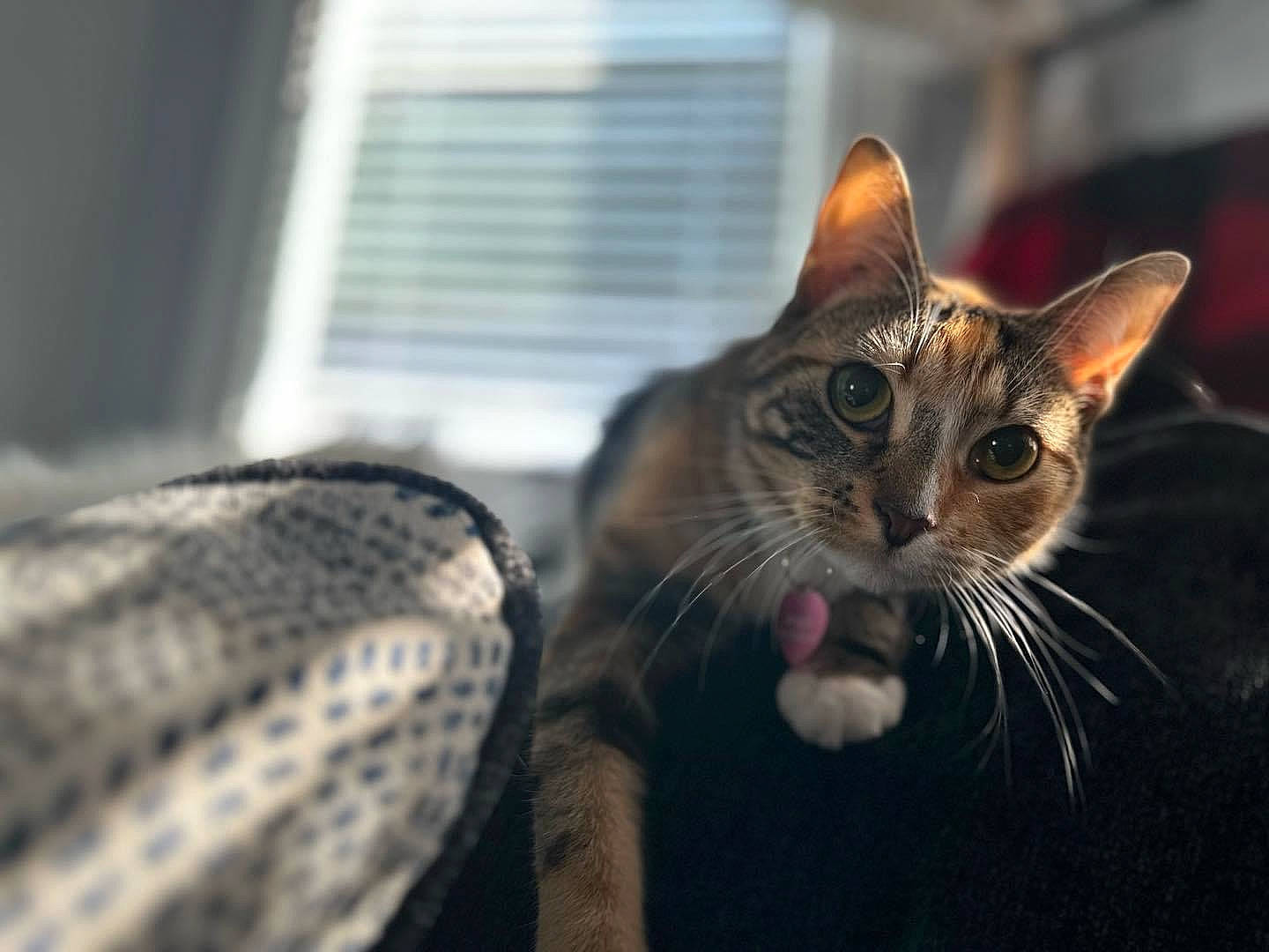 Angle joined the competition — help win amazing prizes! carnivore, cat, close_up, comfort, domestic_short_haired_cat, felidae, fur, paw, sitting, small_to_medium_sized_cats, snout, whiskers, window