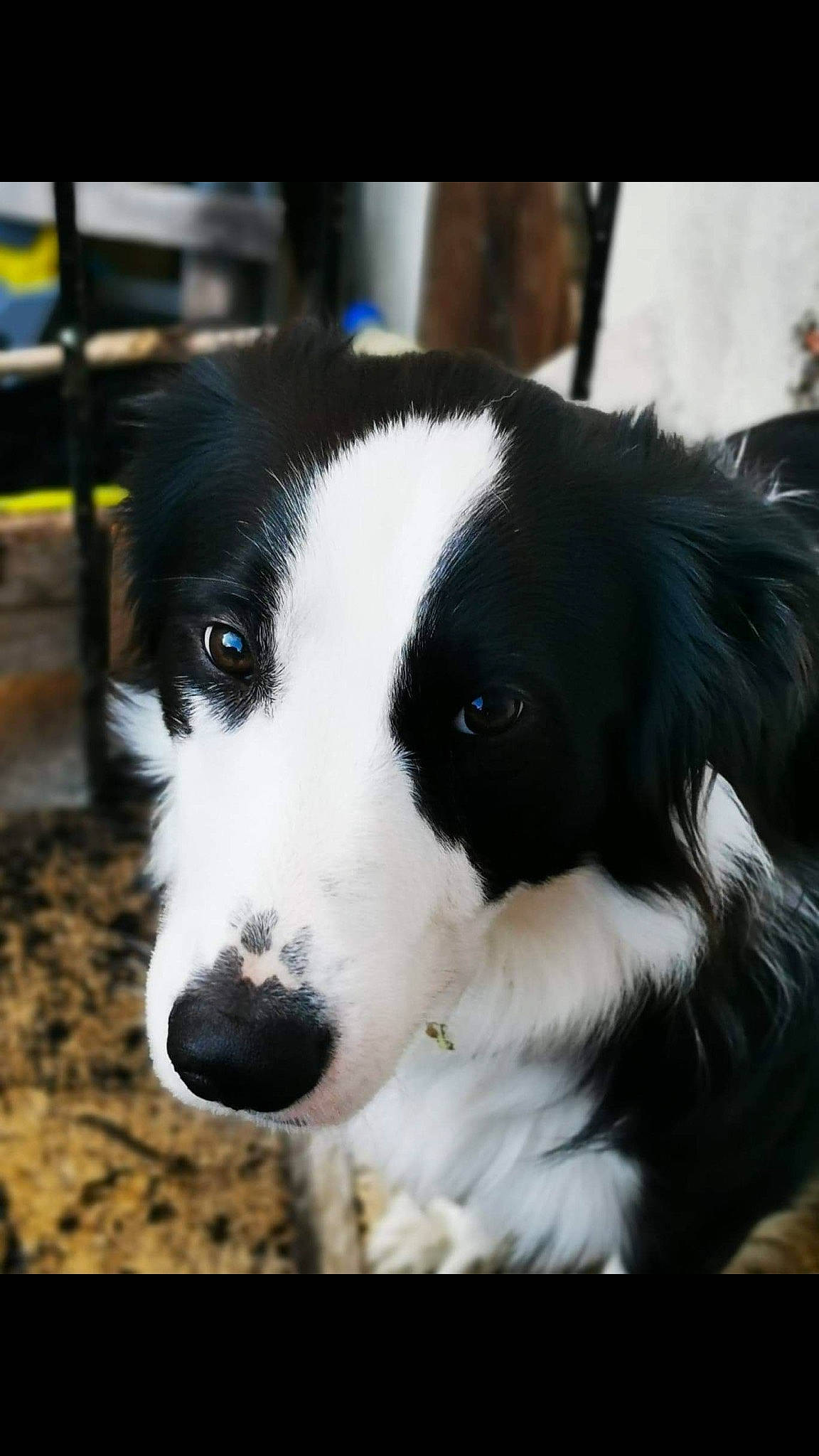 Shaft a rejoint le concours — aidez-le/la à gagner de superbes lots ! australian_collie, border_collie, canidae, carnivore, companion_dog, dog, dog_breed, eye, herding_dog, mammal, mcnab, nose, rare_breed_dog, snout, sporting_group, stabyhoun, vertebrate, welsh_sheepdog, whiskers, working_dog