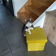 Ti To a rejoint le concours — aidez-le/la à gagner de superbes lots ! cat, pet, tabby, white_and_gray, sitting, standing, wide_eyed, indoors, staircase, wooden_stairs, yellow_ottoman, furniture, tile_floor, home, hallway, portrait, animal, cute, alert, interior_design