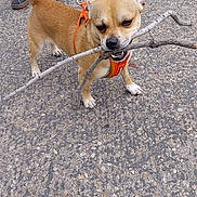 Marley joined the competition — help win amazing prizes! dog, small_dog, stick, leash, harness, pavement, person, shoes, sneakers, outdoor, pet, animal, walking, legs, street, canine, brown_dog, playful, daytime, closeup