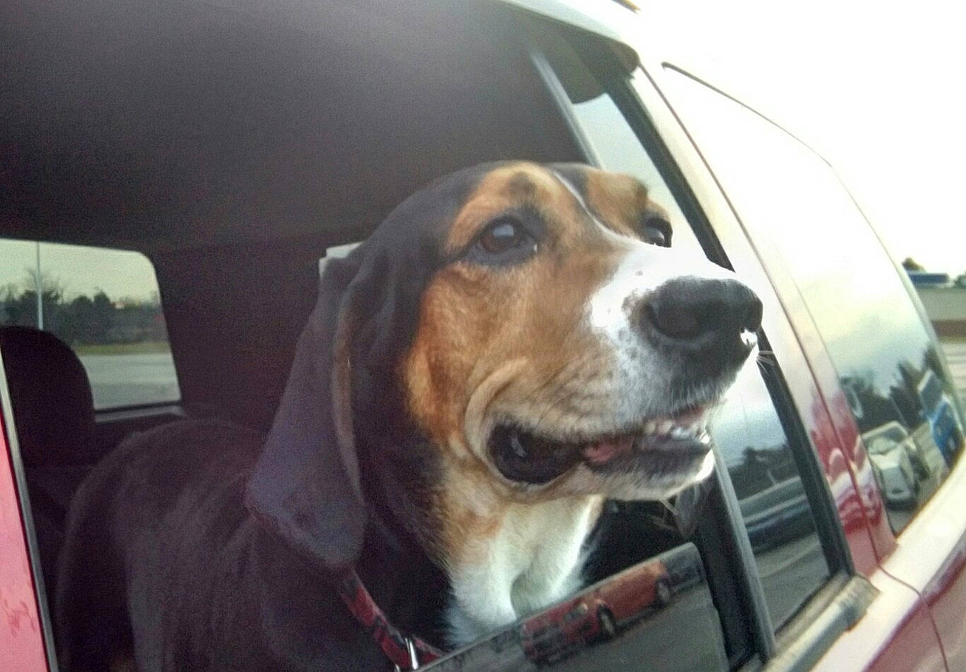 Lacy is registered to the contest to win money with this photo: american_foxhound, beagle_harrier, canidae, carnivore, coonhound, dog, dog_breed, english_foxhound, estonian_hound, finnish_hound, hamiltonstovare, harrier, hound, mammal, photography, rare_breed_dog, snout, sporting_group, treeing_walker_coonhound, vertebrate