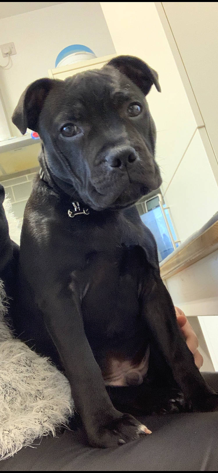 Rosco is registered to the contest to win money with this photo: borador, canidae, carnivore, collar, companion_dog, dog, dog_breed, dog_collar, electric_blue, fawn, guard_dog, hunting_dog, molosser, non_sporting_group, plant, snout, sporting_group, whiskers, working_animal, working_dog