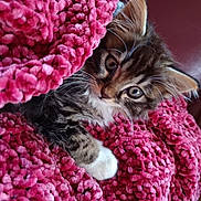 Néo a rejoint le concours — aidez-le/la à gagner de superbes lots ! animal, blanket, cat, closeup, cozy, curious, cute, ears, fur, furry, indoor, kitten, paw, pet, pink, resting, soft, texture, whiskers, young
