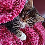 animal, blanket, cat, closeup, cozy, curious, cute, ears, fur, furry, indoor, kitten, paw, pet, pink, resting, soft, texture, whiskers, young
