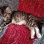 Néo a rejoint le concours — aidez-le/la à gagner de superbes lots ! animal, blanket, cat, cozy, cute, domestic, feline, fur, gray, kitten, nap, paws, pet, red, resting, sleeping, striped, textured, whiskers, young