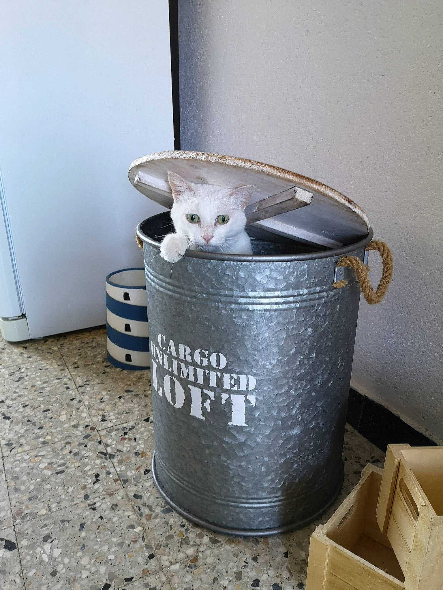 Ramses a rejoint le concours — aidez-le/la à gagner de superbes lots ! aluminium, box, bucket, cat, cylinder, domestic_short_haired_cat, felidae, gas, machine, metal, recycling_bin, room, shipping_box, small_to_medium_sized_cats, tail, waste, waste_container, waste_containment, whiskers, wood