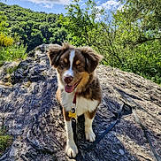 Vortex participe au concours pour gagner de l'argent avec cette photo : adventure, animal, canine, cloud, collar, dog, forest, fur, happy, leash, nature, outdoor, pet, playful, rock, sky, summer, sunlight, tree, walking