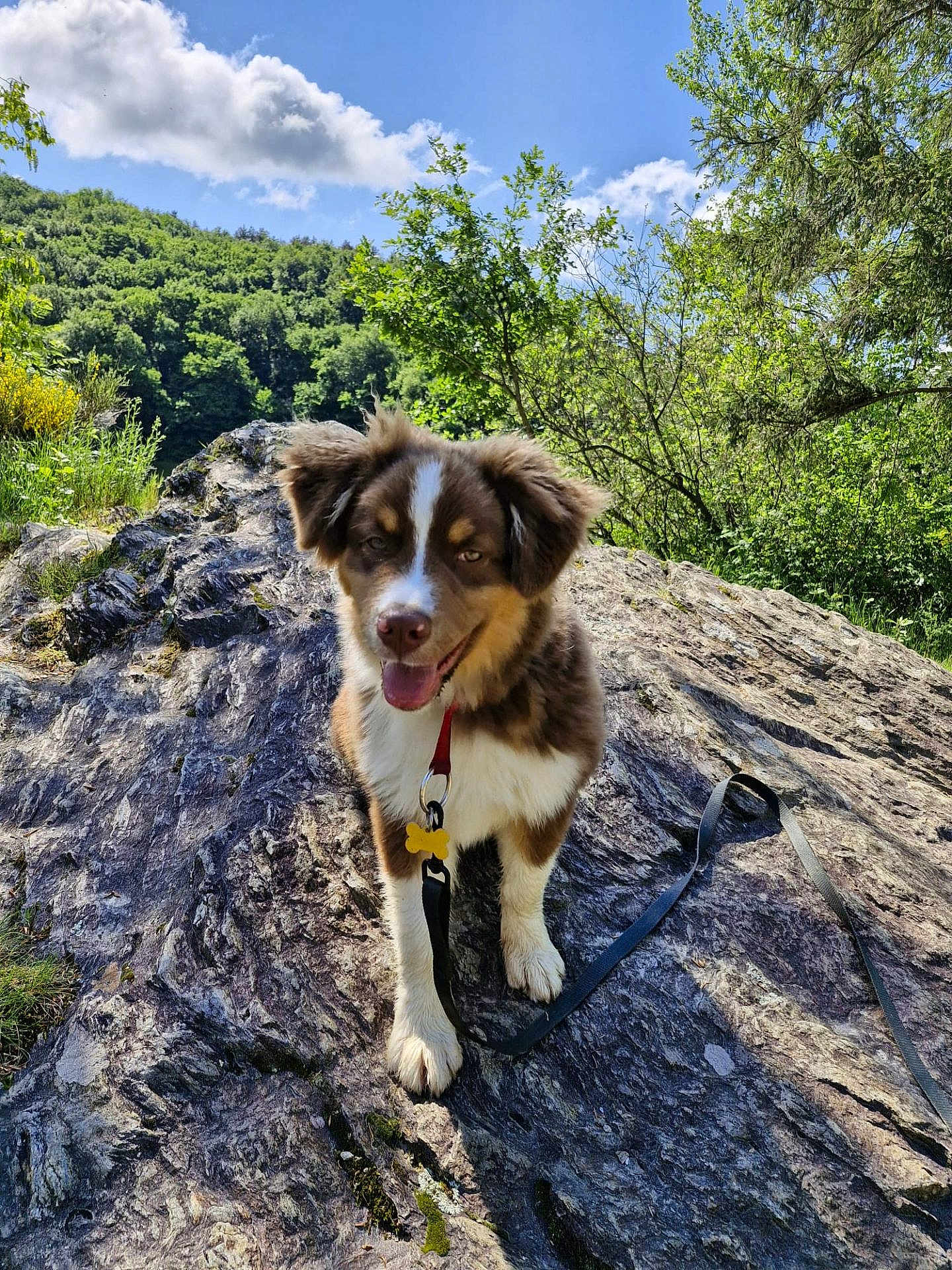 Vortex participe au concours pour gagner de l'argent avec cette photo : adventure, animal, canine, cloud, collar, dog, forest, fur, happy, leash, nature, outdoor, pet, playful, rock, sky, summer, sunlight, tree, walking