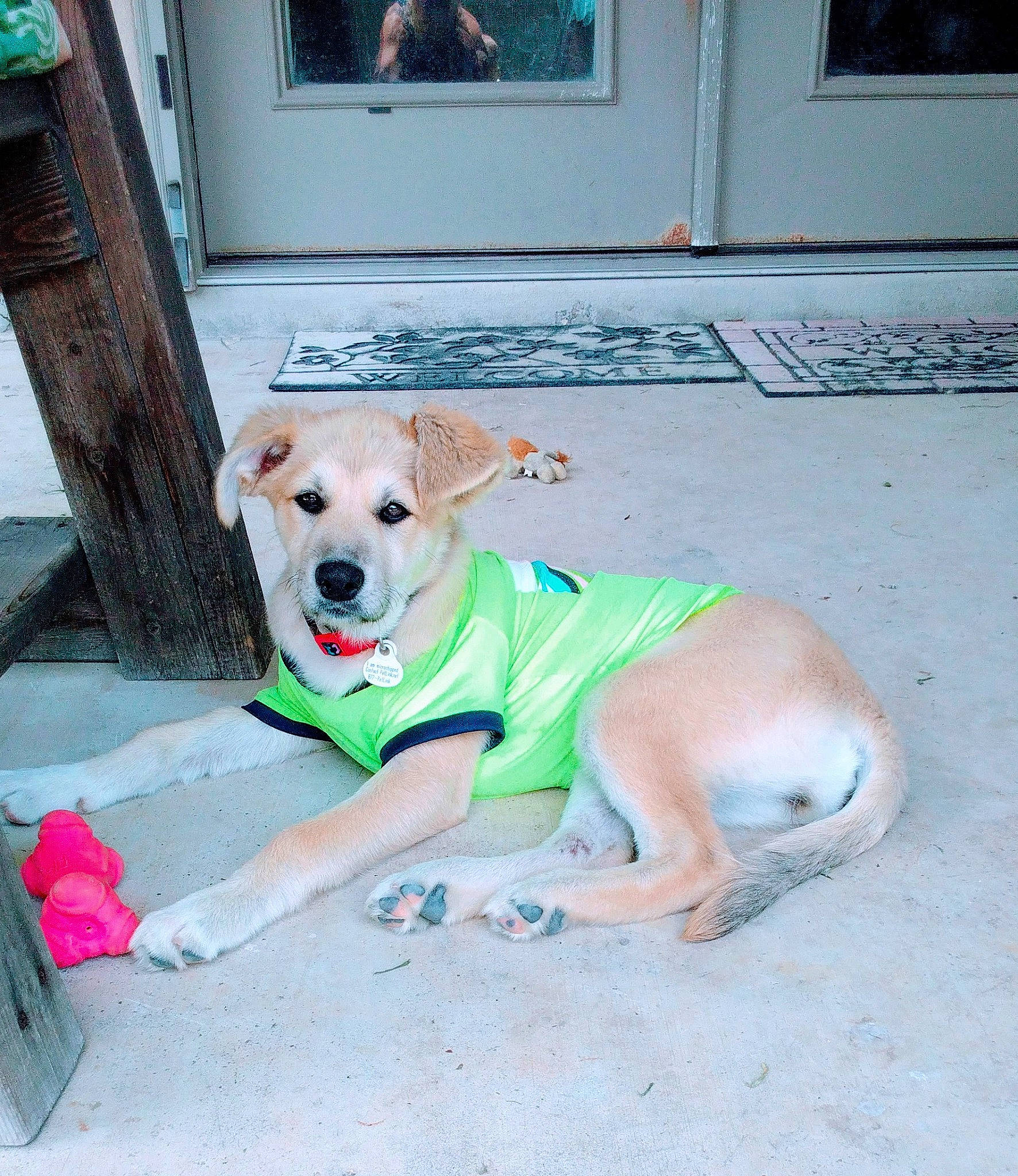 Star joined the competition — help win amazing prizes! canidae, carnivore, chair, collar, companion_dog, dog, dog_breed, dog_clothes, dog_collar, dog_supply, fawn, flooring, leash, paw, pet_supply, picture_frame, snout, sporting_group, tail, working_animal