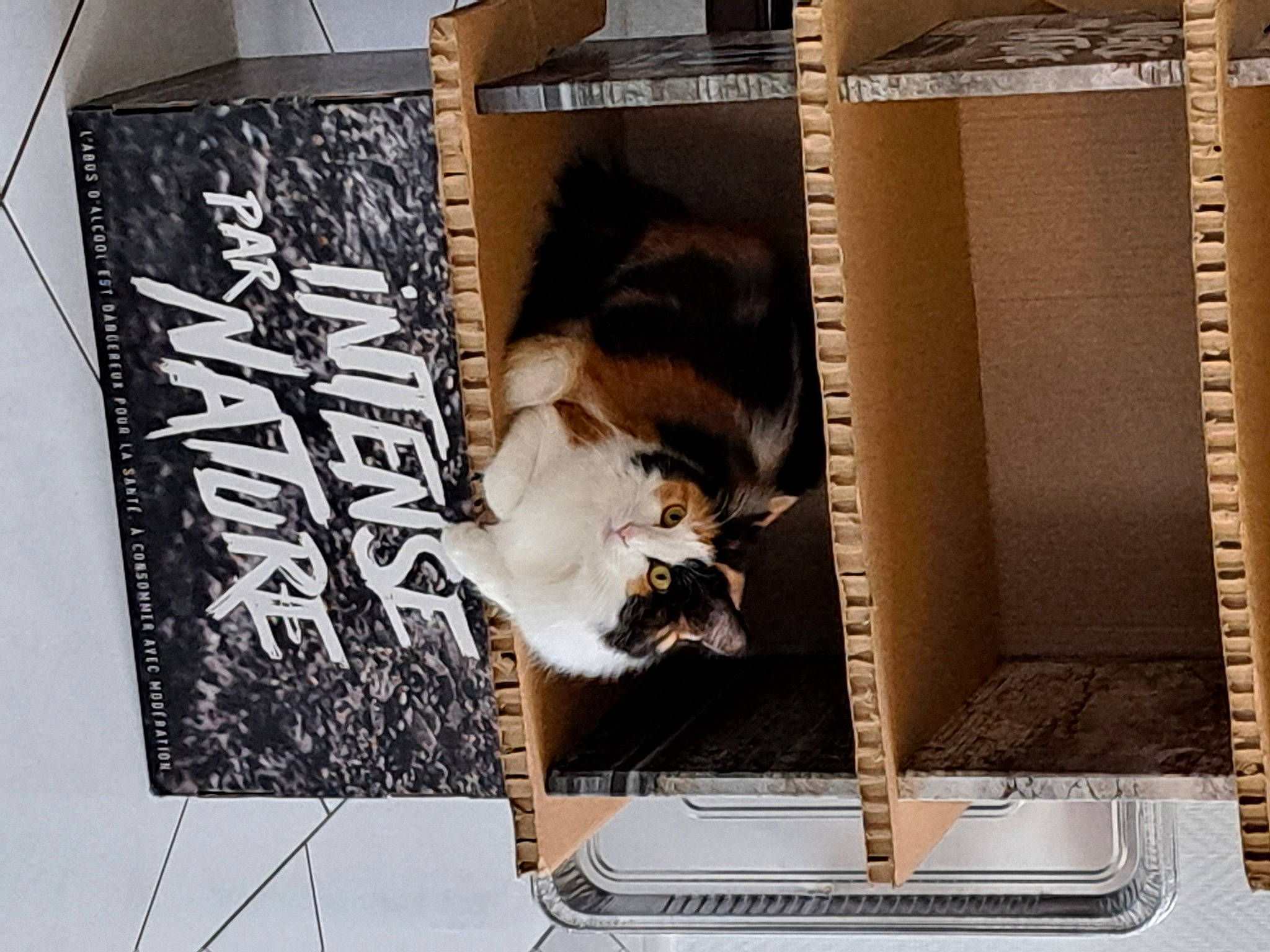 Automne participe au concours pour gagner de l'argent avec cette photo : art, box, cardboard, carnivore, cat, cat_supply, domestic_short_haired_cat, felidae, fur, paper, pet_supply, poster, publication, rectangle, room, shelving, small_to_medium_sized_cats, tail, whiskers, wood