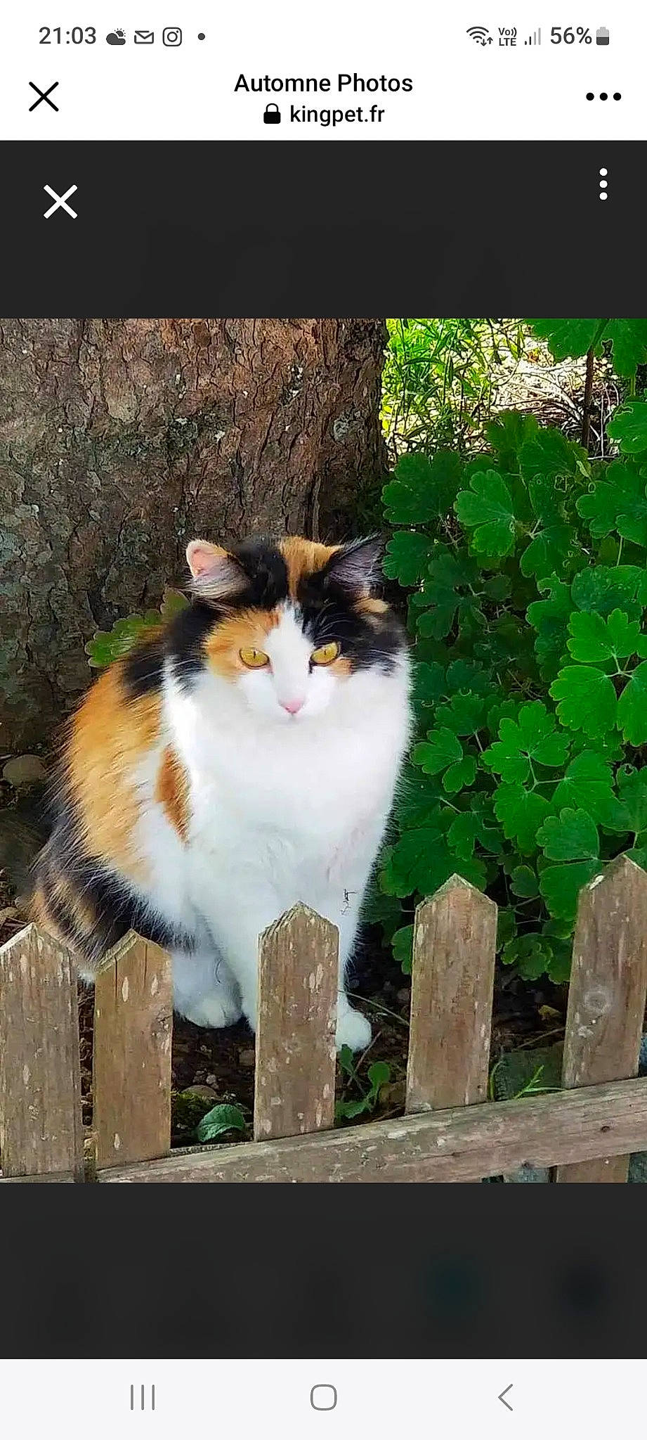 Automne a rejoint le concours — aidez-le/la à gagner de superbes lots ! annual_plant, carnivore, cat, fawn, felidae, fence, fur, grass, groundcover, herb, home_fencing, plant, sitting, small_to_medium_sized_cats, snout, tail, terrestrial_animal, tree, whiskers, wood