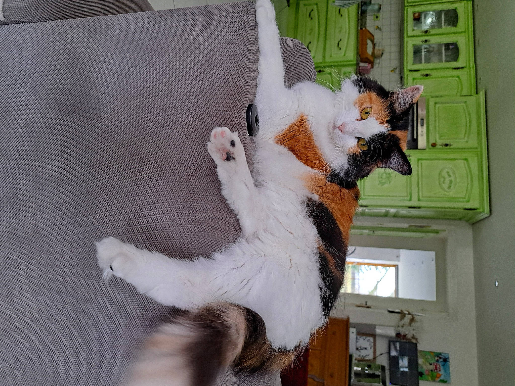 Automne participe au concours pour gagner de l'argent avec cette photo : canidae, carnivore, collar, comfort, companion_dog, dog_breed, fawn, felidae, fur, paw, pet_supply, room, small_to_medium_sized_cats, sporting_group, tail, whiskers, window