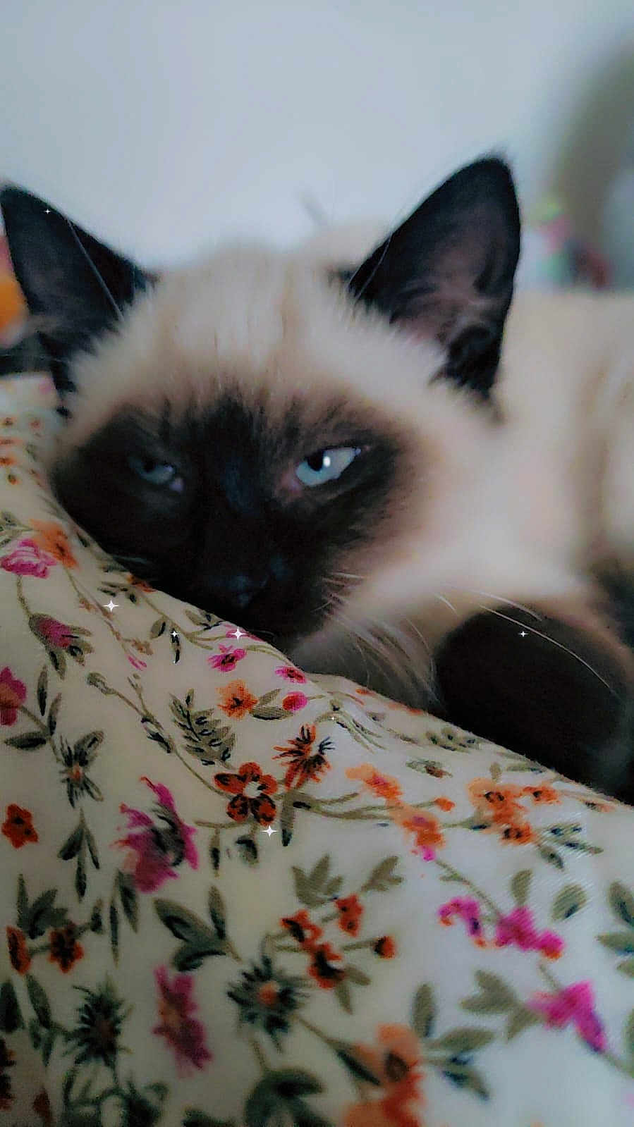 Tom a rejoint le concours — aidez-le/la à gagner de superbes lots ! cat, siamese_cat, animal, pet, resting, close_up, floral_blanket, blue_eyes, fur, ears, whiskers, indoor, cozy, soft_light, relaxed, sleepy, cute, domestic_cat, feline, portrait