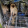 cat, siamese_cat, dishwasher, kitchen, metal, rack, appliance, indoor, pet, curious, animal, reflection, open_door, household, feline, domestic, cleaning, gray, blue, plastic