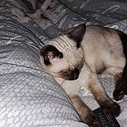 Tom participe au concours pour gagner de l'argent avec cette photo : cat, siamese_cat, sleeping, bed, blanket, remote_control, indoor, pet, feline, cozy, resting, paw, fur, animal, comfort, domestic, quiet, relaxation, mammal, home