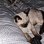 cat, siamese_cat, sleeping, bed, blanket, remote_control, indoor, pet, feline, cozy, resting, paw, fur, animal, comfort, domestic, quiet, relaxation, mammal, home
