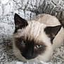 Tom a rejoint le concours — aidez-le/la à gagner de superbes lots ! cat, siamese_cat, blue_eyes, pet, animal, feline, fur, whiskers, bed, soft, cozy, resting, indoor, close_up, cute, domestic_animal, mammal, portrait, relaxing, home