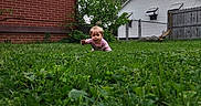 Wrenlee is registered to the contest to win money with this photo: baby, backyard, brick_wall, casual, child, clothing, crawling, curious, daytime, grass, greenery, house, infant, nature, outdoor, plant, play, reaching, wooden_fence, young