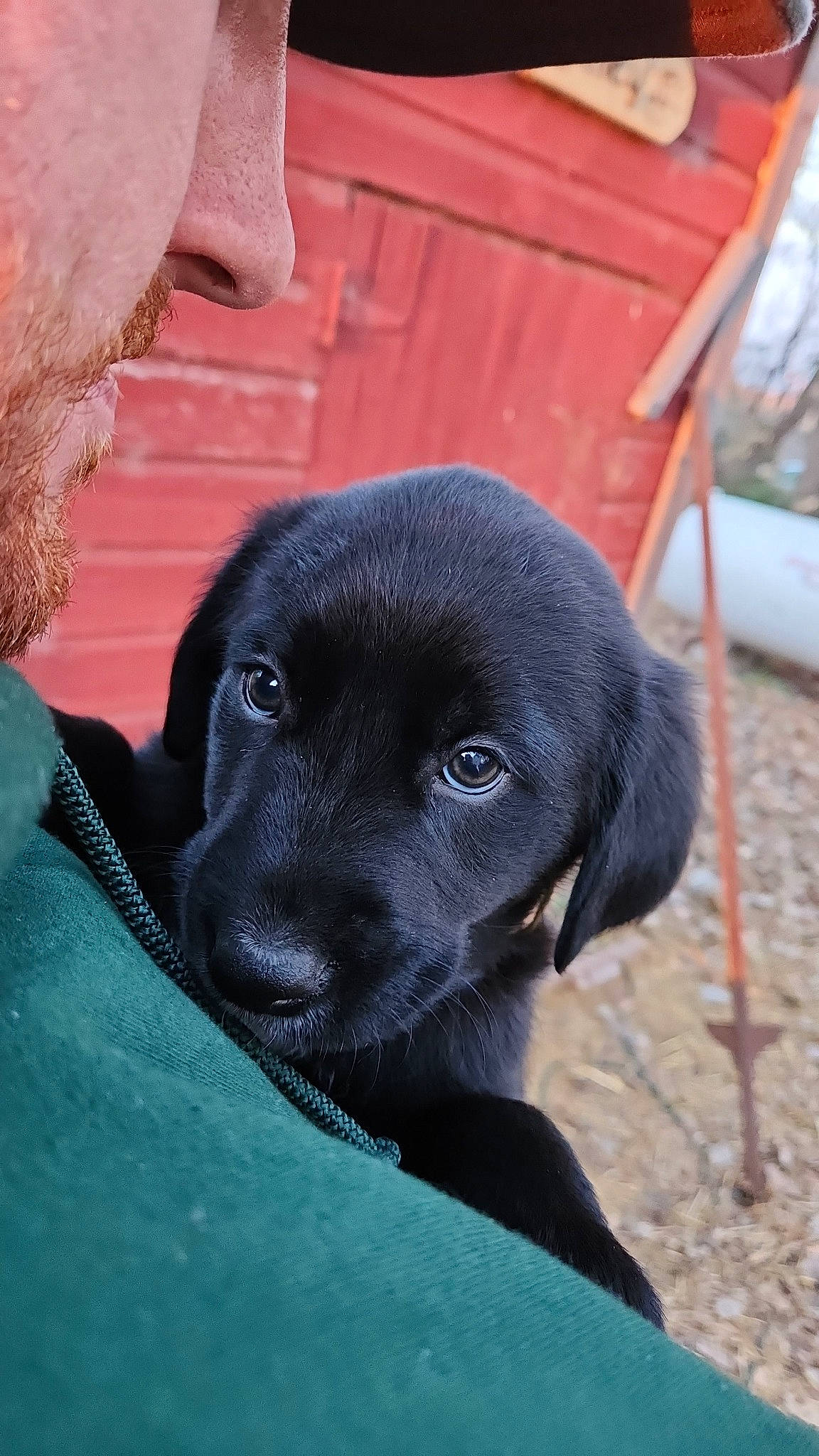 Bear joined the competition — help win amazing prizes! borador, canidae, carnivore, companion_dog, dog, dog_breed, fur, guard_dog, gun_dog, hunting_dog, snout, sporting_group, terrestrial_animal, whiskers, wood, working_animal