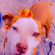 Sweetie joined the competition — help win amazing prizes! brown_and_white_dog, close_up, dog, eyes, flower_accessory, happy, leash, looking_up, open_mouth, outdoor, paw, person_leg, pet, pink_nose, playful, portrait, snout, standing, wooden_deck, yellow_flower