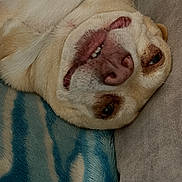 Harley joined the competition — help win amazing prizes! animal, blanket, brown_eyes, canine, closeup, cozy, cushion, cute, dog, face, fur, indoor, lying_down, pet, relaxed, smile, snout, teeth, tongue, upside_down