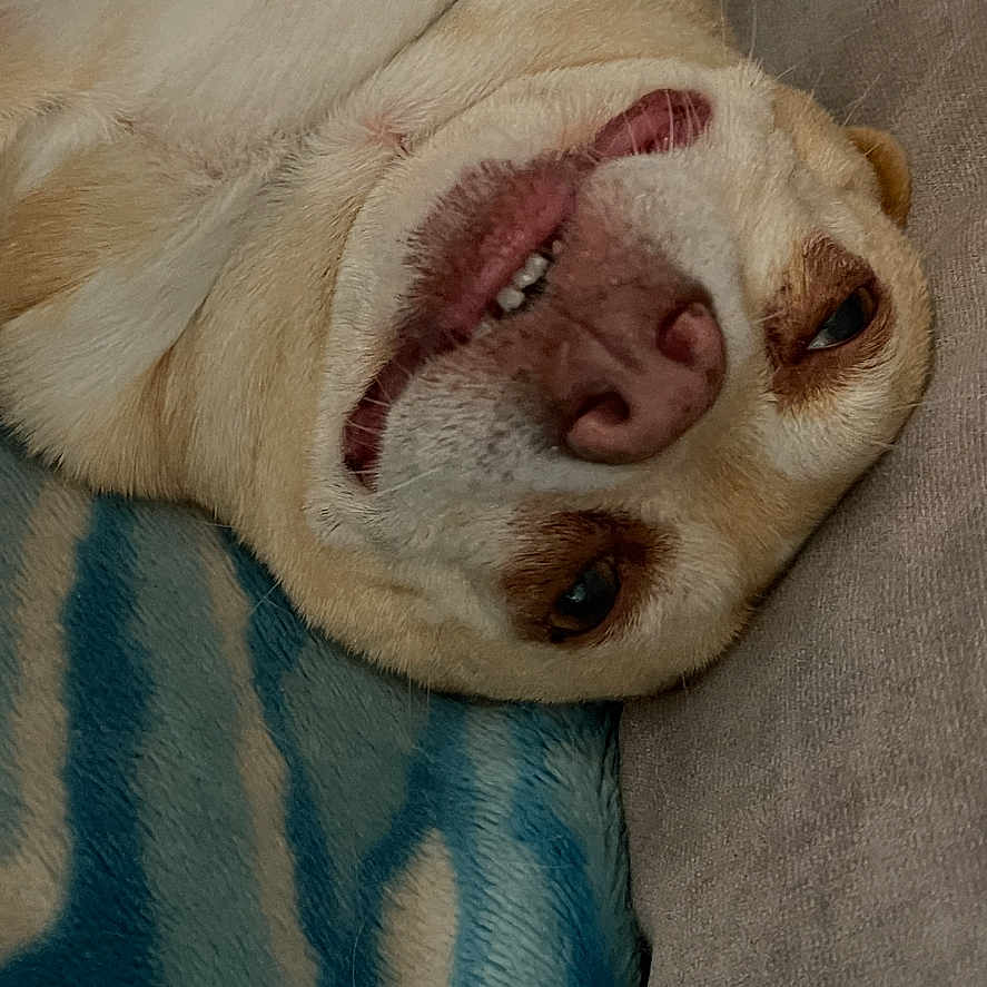 Harley