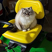 Paris joined the competition — help win amazing prizes! animal, background, box, cat, chair, close_up, domestic_cat, feline, fluffy_cat, fur, garage, indoor, lawn_tractor, paws, pet, shadow, sitting, steering_wheel, whiskers, yellow_seat