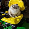 animal, background, box, cat, chair, close_up, domestic_cat, feline, fluffy_cat, fur, garage, indoor, lawn_tractor, paws, pet, shadow, sitting, steering_wheel, whiskers, yellow_seat
