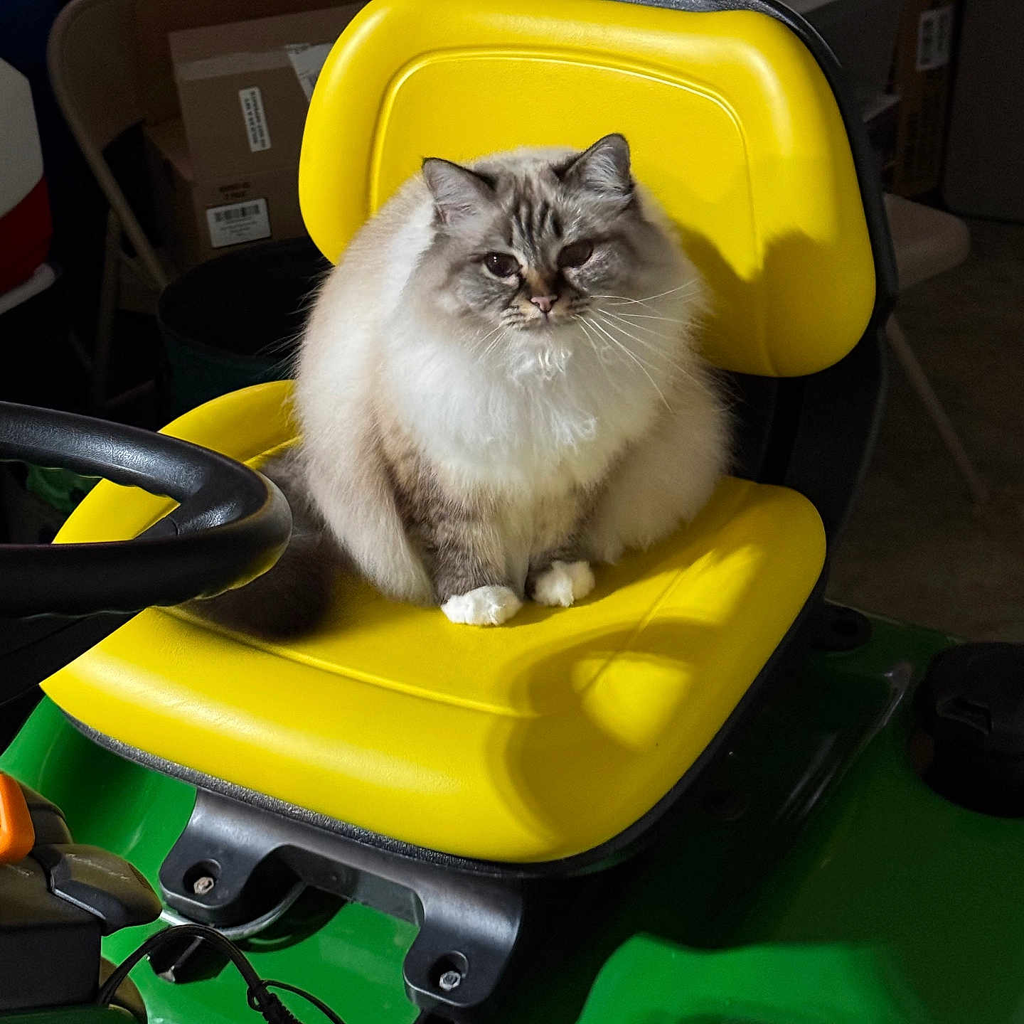 Paris joined the competition — help win amazing prizes! animal, background, box, cat, chair, close_up, domestic_cat, feline, fluffy_cat, fur, garage, indoor, lawn_tractor, paws, pet, shadow, sitting, steering_wheel, whiskers, yellow_seat