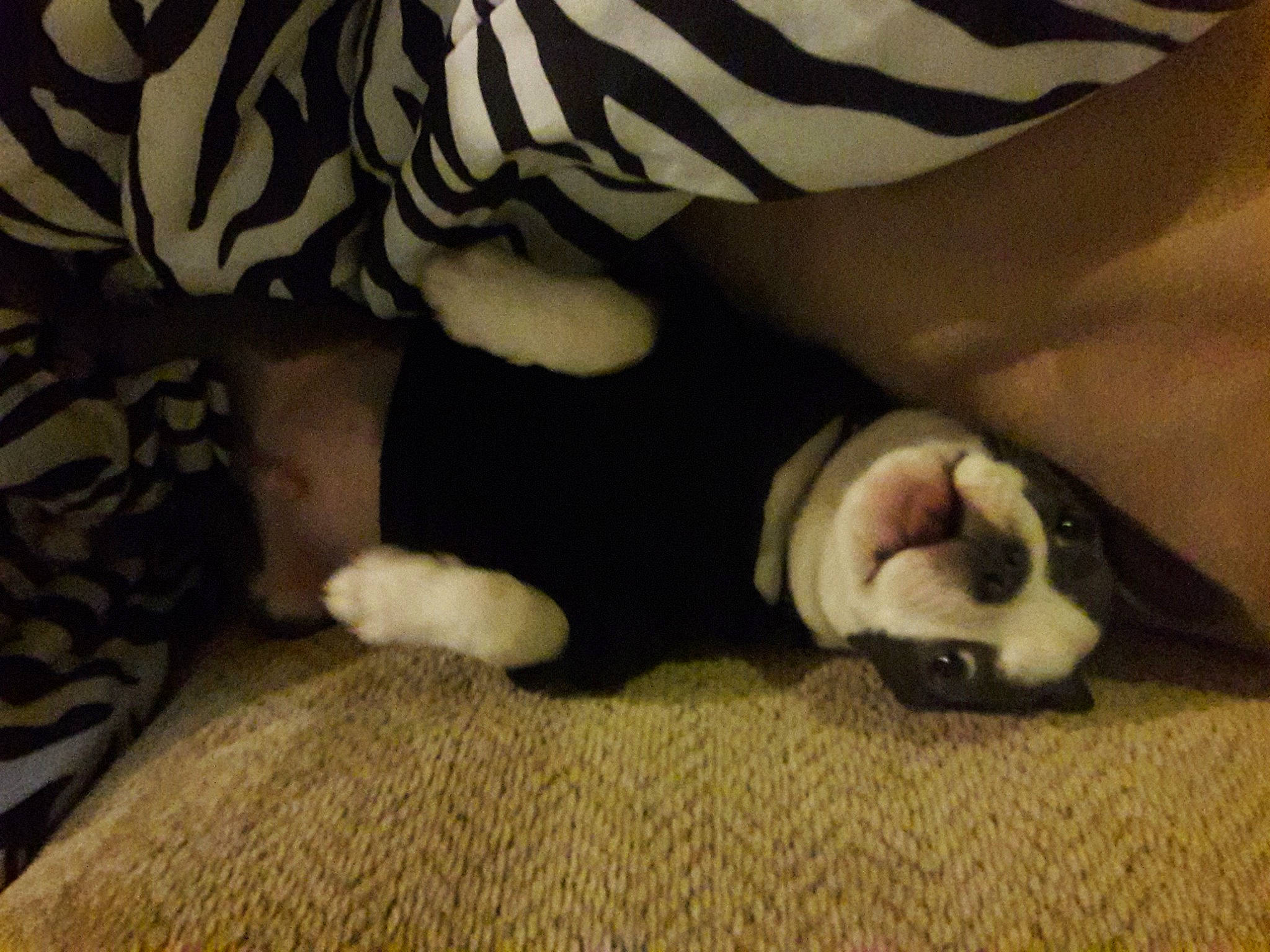 Marv is registered to the contest to win money with this photo: canidae, carnivore, comfort, companion_dog, dog, dog_breed, fawn, felidae, fur, grey, linens, nap, pattern, paw, small_to_medium_sized_cats, snout, sporting_group, tail, terrestrial_animal, whiskers