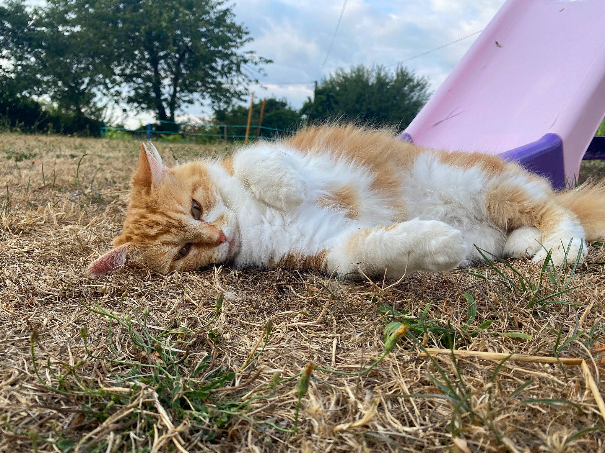 Poupouille participe au concours pour gagner de l'argent avec cette photo : canidae, carnivore, cat, cloud, domestic_short_haired_cat, fawn, felidae, fur, grass, plant, sky, small_to_medium_sized_cats, snout, soil, sporting_group, tail, tree, whiskers, wildlife, wood
