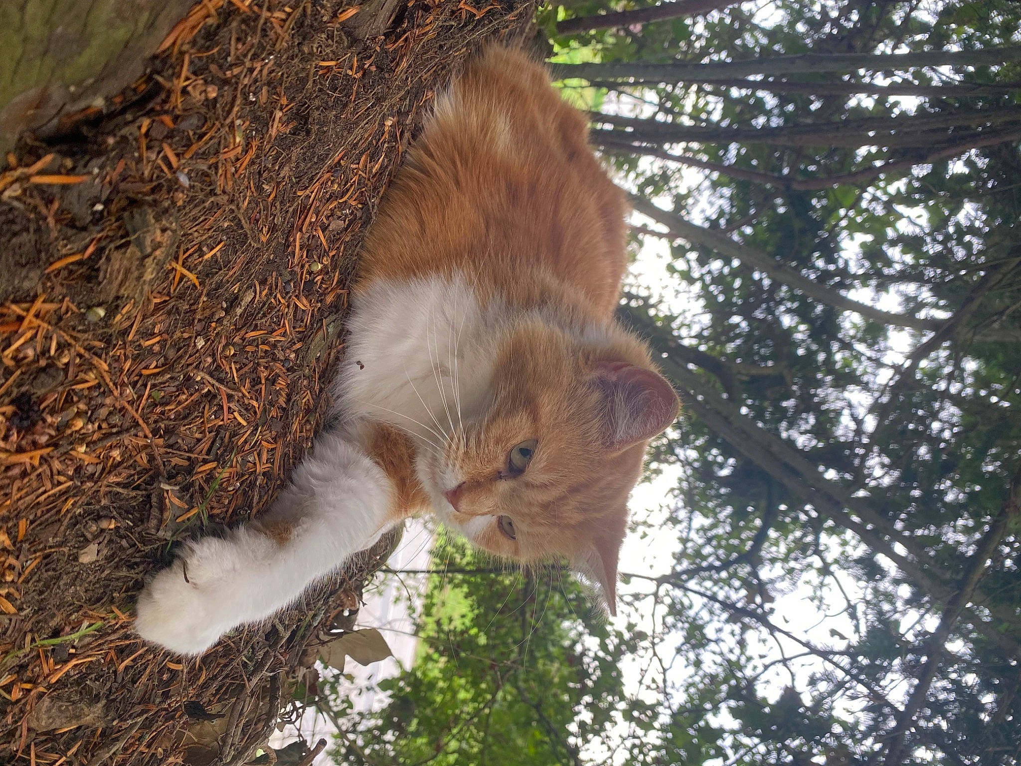 Poupouille a rejoint le concours — aidez-le/la à gagner de superbes lots ! carnivore, cat, domestic_short_haired_cat, eye, fawn, felidae, fur, grass, hair, plant, small_to_medium_sized_cats, snout, sporting_group, tail, terrestrial_animal, tree, trunk, twig, whiskers, wood