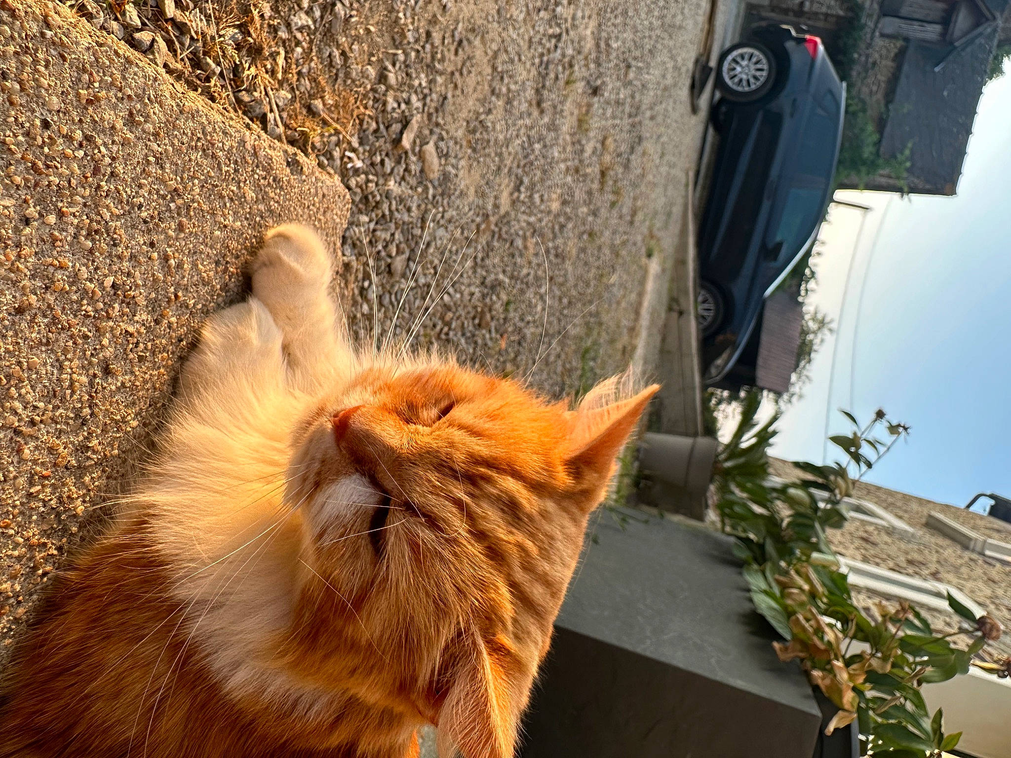 Poupouille a rejoint le concours — aidez-le/la à gagner de superbes lots ! canidae, carnivore, cat, companion_dog, dog_breed, fawn, felidae, flowerpot, fur, grass, plant, road_surface, sidewalk, small_to_medium_sized_cats, snout, sporting_group, tail, whiskers, window, wood