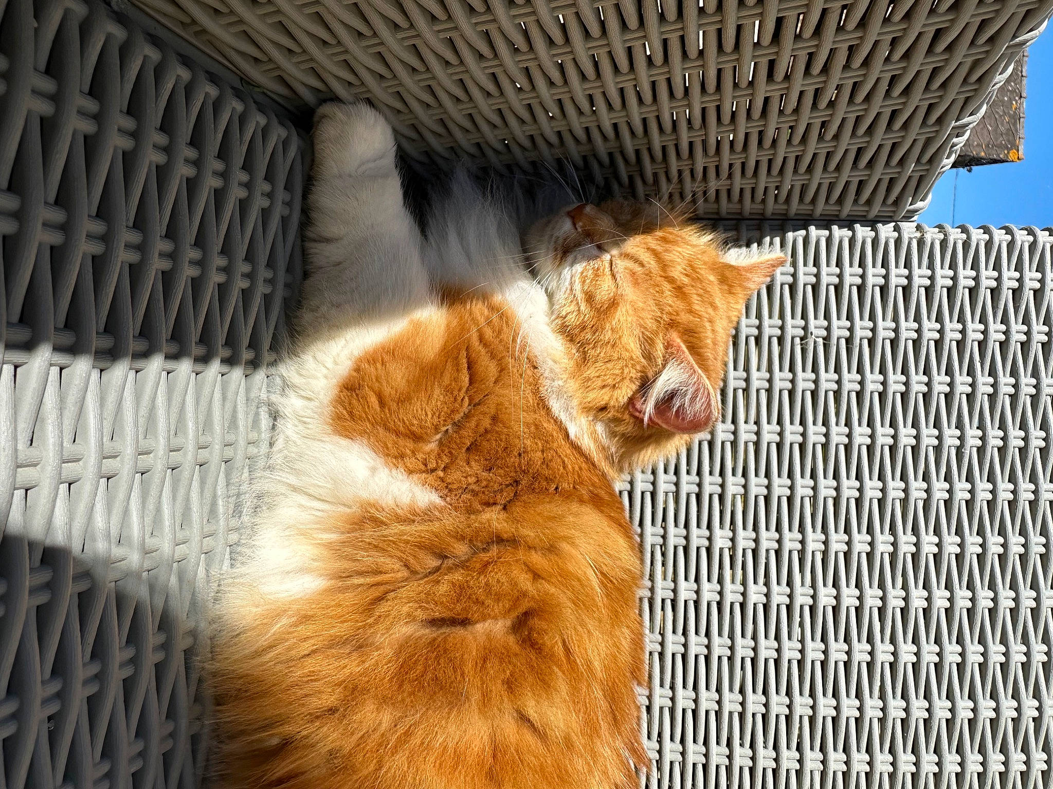 Poupouille a rejoint le concours — aidez-le/la à gagner de superbes lots ! animal_shelter, building, carnivore, cat, claw, domestic_short_haired_cat, fawn, felidae, fur, mammal, mesh, small_to_medium_sized_cats, snout, sporting_group, tail, terrestrial_animal, whiskers, wildlife, window, wood