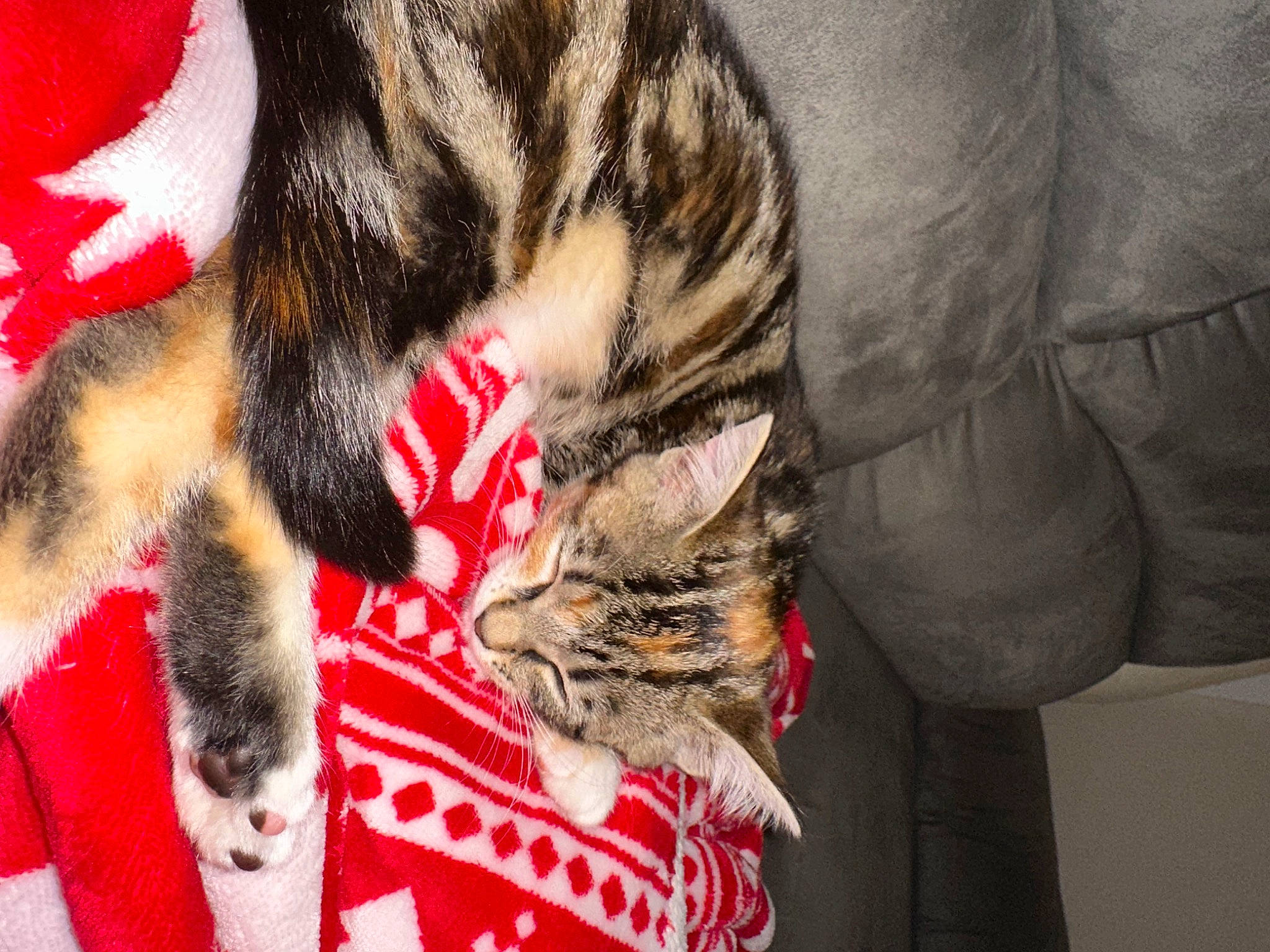 Urusse a rejoint le concours — aidez-le/la à gagner de superbes lots ! carnivore, cat, comfort, domestic_short_haired_cat, felidae, fur, nap, natural_material, paw, small_to_medium_sized_cats, snout, tail, whiskers