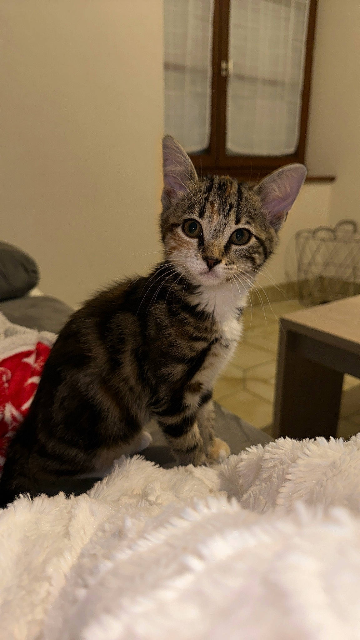 Urusse participe au concours pour gagner de l'argent avec cette photo : bed, box, carnivore, cat, cat_supply, claw, comfort, domestic_short_haired_cat, felidae, fur, paw, shipping_box, small_to_medium_sized_cats, snout, tail, whiskers